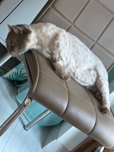 A light-colored cat with gray markings on its face is lying on its side on a brown upholstered chair. The cat is positioned diagonally across the chair, with its head facing downwards and its body stretched out. The chair has a diamond-stitched pattern on its seat and backrest. The legs of the chair are made of shiny metal. In the background, a light blue fabric can be seen draped over something, and a white floor with light wood grain is visible. The lighting suggests it is daytime, and the setting appears to be indoors, possibly a home or office. The cat seems relaxed and is resting comfortably. There is no visible text in the image.