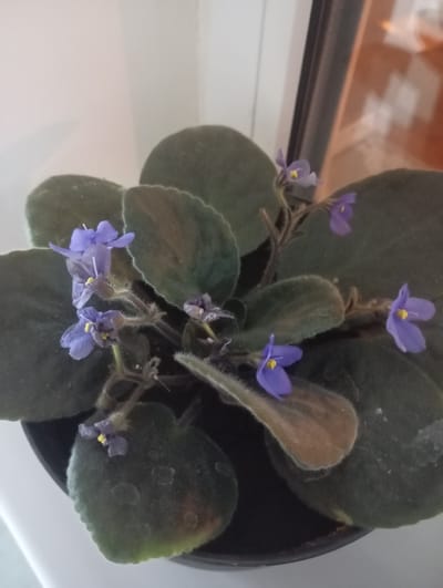 A potted African violet with several small purple flowers and dark green leaves is positioned indoors, likely near a window, as indicated by the presence of reflected light and a window frame in the background. The plant appears healthy, with velvety leaves and delicate blossoms. The surrounding environment suggests an indoor setting, possibly a home or office. The image does not provide any specific information about the city of Ararat, Armenia.