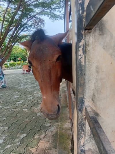A brown horse's head and neck are visible from below a metal fence. The horse appears to be in an outdoor area paved with interlocking gray bricks. Beyond the horse, there is a tree with green leaves and, further in the background, some foliage, a chair, and brightly colored decorative elements. The scene appears to be set in a park-like or recreational area. This location is in the city of boundaryline, Nigeria.