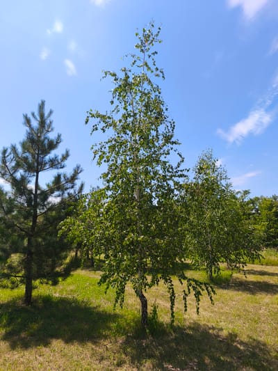 A bright, sunny day is depicted in this outdoor scene, likely located in the city of Stroiesti, Moldova. The image features a landscape with several trees, a grassy area, and a clear blue sky with scattered white clouds. In the foreground, a slender birch tree with light-colored bark and green leaves is prominent, its branches reaching upwards and some drooping downwards. To the left of the birch, a dark green pine tree stands, its needles creating a dense canopy. In the background, more trees, some appearing to be birch, are visible, creating a layered effect. The ground is covered in a mixture of dry, golden-brown grass and patches of greener, lusher grass, with shadows cast by the trees indicating the position of the sun. The overall impression is one of a tranquil, natural setting on a pleasant day. There are no people or animals visible in the image.