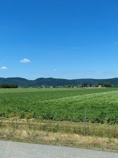 The image depicts a bright, sunny day in Barbing, Germany, with a vast green field dominating the foreground and midground. The field appears to be a crop, possibly potatoes, given the dense foliage and scattered white blossoms. A rustic wire fence runs horizontally across the lower portion of the image, separating the road from the field. Beyond the field, a line of trees stands against a backdrop of rolling hills covered in dense forest. A small village is nestled in the valley between the hills, with buildings and a church steeple visible. The sky is a vibrant, cloudless blue, with a single, small white cloud drifting lazily. The overall scene is one of rural tranquility and agricultural productivity.