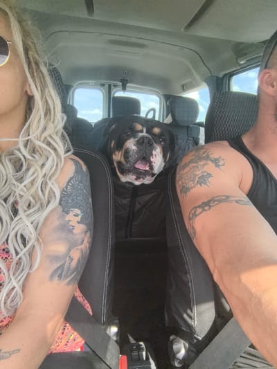 An outdoor, eye-level, medium shot captures two people and a dog in a vehicle. The person on the left, partially visible, has blonde dreadlocks and wears sunglasses. Their arm, adorned with a detailed tattoo of a woman's face, is positioned in the foreground. The person on the right, also partially visible, has a black tank top and a tattooed arm with a swirling design. Between them, a dog with a black and tan coat and white markings is seated, looking forward with its mouth open. The interior of the vehicle is visible, with dark seats and the ceiling of the car overhead. Sunlight streams in from the windows, illuminating the scene. The backdrop suggests an outdoor setting, possibly a road trip. The image does not contain information to determine the location in Meshcheryaki, Russia.