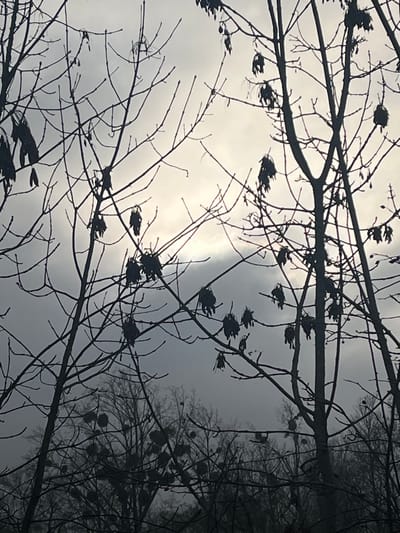Bare tree branches dominate the foreground against a gray, overcast sky. Clusters of dry leaves cling to the branches, creating dark silhouettes. In the background, more trees fade into a hazy distance, adding depth to the somber scene. The image evokes a sense of winter or late autumn.