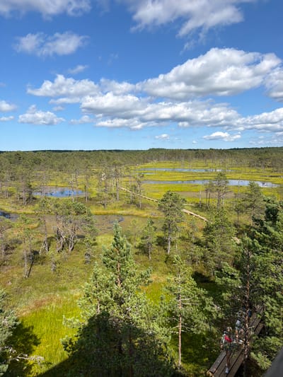 An aerial, wide-angle shot captures a vast, natural swamp landscape under a bright blue sky with scattered white clouds. The scene is dominated by lush green vegetation, interspersed with pools of calm water and a network of wooden boardwalks snaking through the terrain. Scattered pine trees, some appearing gnarled and weathered, punctuate the landscape, adding texture and depth. In the distance, a dense, dark green forest forms a horizontal line against the horizon. Towards the right side of the image, a wooden walkway is visible, with several individuals walking along it, appearing as small figures in the expansive natural setting. The overall impression is one of serene natural beauty and an untouched wilderness, likely located within the protected natural areas of Kolga alevik, Estonia, given the characteristic peat bog ecosystem and pine forests.