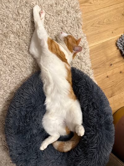 An orange and white domestic cat is observed resting on its back, stretched out, within an indoor environment in New Forest, United Kingdom. The cat's front paws are crossed at the wrists and extended upwards, displaying pink paw pads on the visible left paw. Its head is tilted slightly to the right, with eyes closed. The cat's lower body is positioned within a round, dark grey, fluffy pet bed. Its upper body, including its head and front paws, rests on a light beige, shaggy rug. To the right of the rug and pet bed are wooden floorboards. A small portion of a grey, fluffy object is visible on the wooden floor in the upper right. In the lower right corner, a dark, possibly upholstered object and a small yellow item are partially visible.