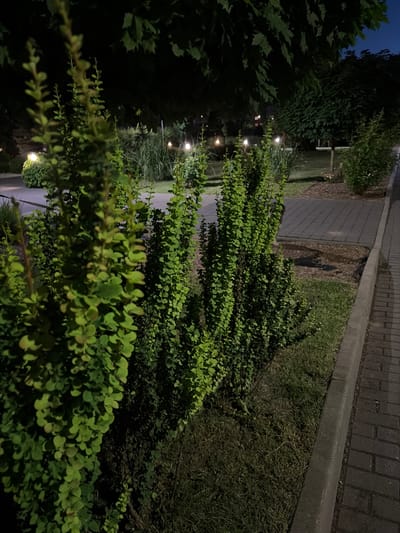 The image captures a night scene in a city park in Lublin, Poland. In the foreground, several small, densely leafed green shrubs are visible. The shrubs are lit from above, casting shadows on the grass and a paved walkway. The walkway is made of dark grey cobblestones, bordered by a concrete curb. Beyond the shrubs, more park landscaping is visible, including tall grasses and trees, some of which are illuminated by soft, warm lights. The overall impression is one of a well-maintained public space at night.