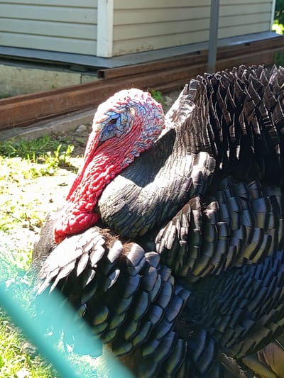 A close-up, side-profile, eye-level, medium shot captures a turkey with iridescent dark plumage. The turkey's head is raised and turned to the left, revealing its vibrant red wattles and blue-tinged skin, with its eye partially visible. The bird is situated outdoors on a grassy area with scattered weeds, with a blurred turquoise fence in the foreground. Behind the turkey, a weathered, rusty metal beam is visible, resting on a concrete foundation. Further in the background, a light-colored, horizontally paneled building stands. The scene appears to be in Gdov, Russia.