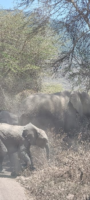 The scene depicts a natural environment near Lerai Ranger Post, Tanzania, featuring two African elephants. In the foreground, a juvenile elephant walks from right to left on a light-colored dirt path, its head, trunk, and front legs clearly visible. Its skin is textured and appears coated in a layer of fine dust. To the right and slightly behind the calf, a larger adult elephant is partially visible, showing its back, flank, and a portion of its head and ear. This adult elephant also exhibits textured, dusty grey skin. Both animals are enveloped in a fine cloud of airborne dust, suggesting recent movement or a dust-bathing activity. The immediate surroundings consist of dry, sparse, light-brown shrubbery and low vegetation. In the midground and background, denser vegetation composed of trees with light green foliage and some bare branches is present. A hazy, light-blue sky occupies the upper portion of the frame, with faint outlines of distant, vegetated hills or mountains visible below it. The lighting suggests a bright, sunny day. No human subjects or man-made objects are discernible.