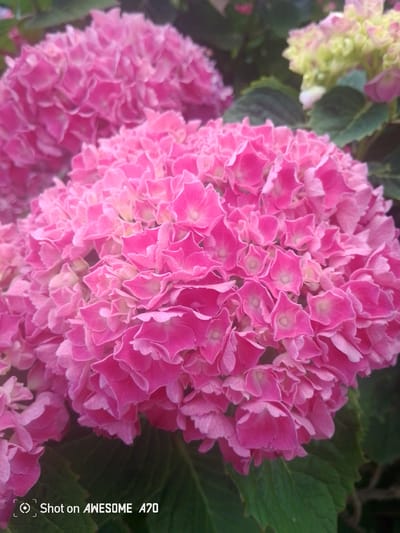 This media file is a close-up, outdoor photograph of several pink hydrangea flowers. The hydrangeas are the primary subjects, filling most of the frame. In the background, out-of-focus elements suggest greenery and possibly other flowers, including some with a lighter, yellowish-green hue. The scene appears to be a garden or natural setting, with a focus on the delicate, layered petals of the hydrangeas.

There is no discernible activity or event taking place; the image is a still life of the flowers. Notable details include the vibrant pink color of the hydrangeas, the intricate textures of their petals, and the soft, natural lighting, suggesting it might be daytime with perhaps slightly overcast weather to produce such soft light. The location context of Lohmar, Germany, provides a geographical setting, but no specific visual cues within the image pinpoint this location beyond the type of flora common to the region.

The image contains visible text in the lower left corner: "Shot on AWESOME A70". This text indicates the device used to capture the photograph. There are no people or animals present in the image. The overall mood conveyed by the image is one of natural beauty and serenity.