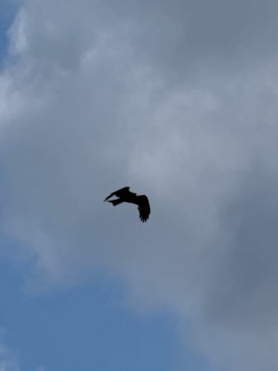 The image shows a silhouette of a bird in flight against a cloudy sky. The bird's wings are spread wide, and its body is angled downwards. The clouds are a mix of gray and white, with some areas of blue sky visible. The image appears to have been taken from below the bird, looking up. The location of T/B Seminskii Pereval, Russia is not discernible from the image itself.