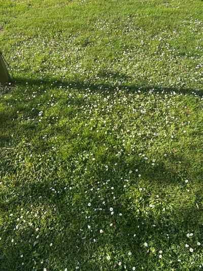 A field of green grass is dotted with numerous small white daisies. The grass appears freshly cut, with visible lines from a lawnmower. Patches of darker shadows overlay the scene, adding depth and contrast to the bright, natural setting. The overall impression is one of a well-maintained lawn in full bloom.