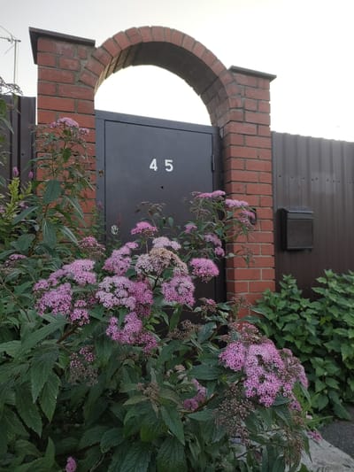 This is an outdoor, eye-level shot of a property entrance featuring a dark metal gate under a brick archway. The gate has the white numbers "45" displayed prominently on it. To the left of the gate, a bush with clusters of small pink flowers and green leaves dominates the foreground. To the right of the gate, a dark brown corrugated metal fence extends into the background, with a black mailbox mounted on it. Additional green foliage is visible behind the gate and to the right of the fence. The sky above is a pale, overcast white, suggesting it is either early morning or late afternoon with diffused light. The scene appears to be a residential entrance in Болтино, a district in Russia, with no people or specific activities depicted.