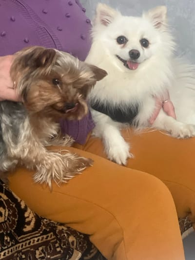 In the city of Пугачёво, Russia, two domestic dogs are positioned on the lap of an individual, observed from the chest downwards. The individual wears a purple textured top and mustard-yellow pants. A silver-colored ring is visible on a finger of the individual's right hand. On the left, a Yorkshire Terrier, with brown and grey fur, sits with its tongue slightly extended. On the right, a white, fluffy dog, possibly a Pomeranian-type, with a black harness, faces forward with an open-mouthed expression and visible tongue. Both dogs appear to be supported by the individual's hands. A dark brown patterned rug or textile is partially visible at the bottom left of the frame. The background consists of a light-colored wall.