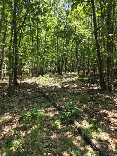 The image depicts a sun-dappled forest floor in Kaleytsa, Bulgaria, characterized by a dense canopy of deciduous trees. A fallen log, approximately a meter in diameter, lies diagonally across the scene from the lower right to the center-left. The ground is covered in a thick layer of dry leaves, interspersed with patches of green undergrowth and small wildflowers, including yellow buttercups and a single purple flower. Sunlight filters through the leaves, creating a pattern of light and shadow on the forest floor and tree trunks. The environment appears undisturbed and natural. There are no people or animals visible in the image.