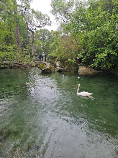 The image shows a body of water, likely a pond or stream, surrounded by lush greenery, indicating a natural or park-like setting. A large white swan is swimming in the water, carrying a cygnet on its back. Several other cygnets are swimming nearby. The water is murky, with visible ripples suggesting movement and possibly rainfall. The surrounding environment consists of trees, rocks, and possibly some constructed elements like a bridge or pathway in the background. The scene is in Алупкинский городской совет, Ukraine.