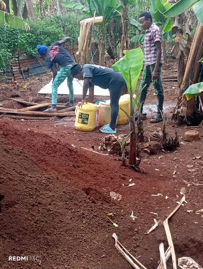 The image displays an outdoor scene in Nkomo ward, Kenya, characterized by exposed reddish-brown soil and lush tropical vegetation, including multiple banana plants, forming a dense background. Three individuals are present. On the left, a male in a blue beanie, dark t-shirt, and light-colored patterned pants is bent forward, appearing to lift or handle white rectangular panels near a partially visible structure of corrugated metal sheets and wooden planks. In the center, a female wearing a dark t-shirt and dark leggings is bent over, interacting with two yellow plastic jerrycans, one clearly labeled "Golden Maize." On the right, a second male in a red plaid shirt and dark pants stands upright, observing the activity. The ground is uneven, with scattered dry plant matter.