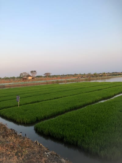 The image depicts a serene agricultural landscape in Sentul, Indonesia, likely a rice paddy during its growth phase. The foreground is dominated by meticulously arranged rows of vibrant green rice shoots, separated by narrow irrigation channels filled with dark, still water. The neatness of the planting suggests deliberate cultivation and management.
In the mid-ground, a small cluster of buildings, possibly farmhouses or storage structures, are visible. One building stands out with a raised platform or stilts, hinting at traditional architecture adapted to the environment. These structures are surrounded by vegetation, including trees, and a low fence, possibly a boundary or protection. Beyond the immediate farming area, a body of water, likely a river or larger pond, is present, reflecting the clear sky.
The background features a distant treeline and more vegetation, suggesting the agricultural area extends further. The sky is a soft, gradient blue, transitioning to a lighter hue towards the horizon, indicative of either early morning or late afternoon light. A singular signpost, blue with white text, is planted in the rice paddy, providing information or a warning to visitors. The overall impression is one of peaceful rural life and productive agriculture within the natural environment of Sentul, Indonesia.