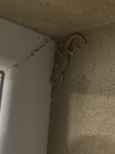 A light-colored gecko with a patterned tail is clinging to a textured, beige wall. The gecko is positioned vertically, with its head pointing downwards and its tail curled upwards. The wall appears to be an exterior surface, possibly part of a building in the city of Krichim, Bulgaria. The image is taken at night or in low light conditions, with some ambient light casting shadows. The environment is otherwise unremarkable, with no other visible subjects or objects.