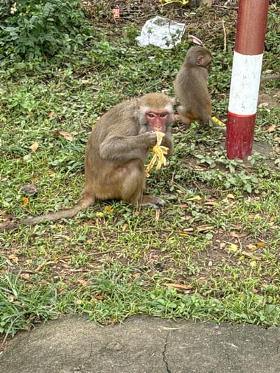 The image portrays a scene in Sơn Trà Ward, Vietnam, featuring two monkeys. In the foreground, an adult monkey, characterized by its tan fur and reddish facial skin, sits on the ground and actively consumes a bunch of yellow bananas, holding them with both hands to its mouth. A smaller, juvenile monkey is visible behind the adult to the right, facing away from the viewer. A red and white striped pole stands vertically on the far right side of the frame. The ground consists of green grass interspersed with patches of dirt and scattered brown leaf litter. Denser green foliage occupies the upper left background, where a crumpled white plastic bag is also discernible. The lower foreground is defined by a cracked concrete edge.