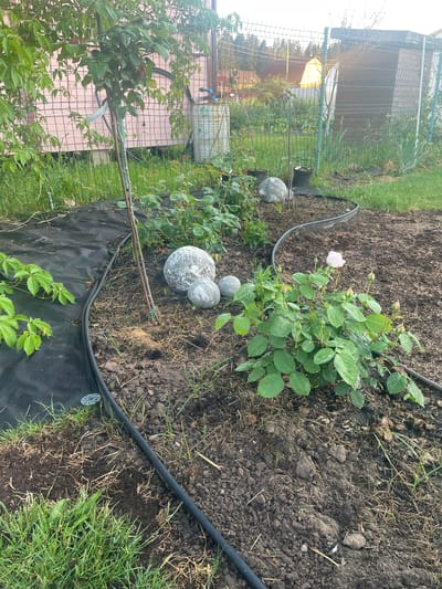 The image shows a garden bed with a rose bush in bloom and several round, gray decorative stones. A black plastic watering hose runs along the edge of the garden bed. In the background, there is a fence, a pink-colored building, and a water tank. The garden appears to be located in Aropakkuzi, Russia. The scene is outdoors, during the daytime, and the ground is covered with soil and some grass. The rose bush has several buds and one open pink rose. The decorative stones are of varying sizes and are placed in the garden bed.
