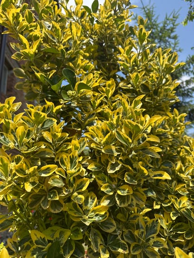 This is a close-up, eye-level shot of a variegated Euonymus bush, its leaves a vibrant mix of emerald green and bright yellow. The foliage is dense, with many leaves overlapping and creating a textured canopy. Small, pale green buds are visible scattered amongst the leaves, suggesting the plant may be in bloom or preparing to flower. The bush is seen from a slightly upward angle, revealing glimpses of a bright blue sky and slender green branches of another plant in the upper left corner. The lighting suggests it is daytime, with sunlight casting highlights on the leaves and creating areas of shadow within the bush. The background is softly blurred, but hints of a brick structure and some darker vegetation are discernible, providing a sense of an outdoor setting, likely a garden or park. No people or text are visible in the image. The overall impression is one of lush, healthy plant life bathed in natural light.