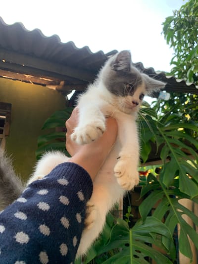 In Karangkemiri, Indonesia, a person's hand, adorned with a dark blue sweater featuring a white polka dot pattern, holds a small kitten. The kitten is predominantly white with grey markings on its head and ears. It is being held upwards, with its paws dangling. The background reveals a corrugated tin roof, a yellowish wall, and large green monstera leaves, indicating an outdoor setting, possibly a backyard. The sky is visible above, suggesting it is daytime.