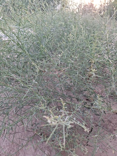The image shows a dense thicket of thorny, green, spindly vegetation growing out of dry, cracked soil. The plants have numerous thin branches covered in small, sharp thorns and sparse, needle-like leaves. In the background, the setting sun is visible, casting a warm glow through the foliage. The scene appears to be a natural, uncultivated area. The location is the city of Ko`kdala, Uzbekistan.