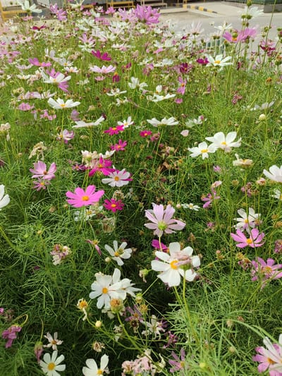 This is a photograph of a dense patch of cosmos flowers, predominantly white and pink, with some darker magenta blooms scattered throughout. The flowers are in various stages of bloom, with some fully open and others still in bud. The greenery is lush and somewhat unkempt, characteristic of a naturalistic planting. In the background, parts of an urban environment are visible, including yellow metal structures which might be part of a fence or building, a paved area with yellow and black markings, and a glimpse of what appears to be a building. This setting suggests a public space within Balkanabat City, Turkmenistan, possibly a park, roadside planting, or a community garden. There are no people visible in the image. The focus is entirely on the vibrant display of flowers and their natural setting within the urban landscape.