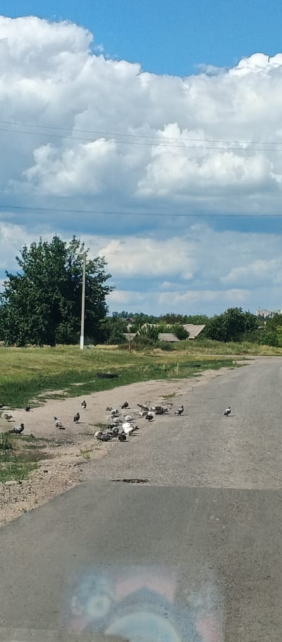 The image depicts a rural roadside scene with a flock of pigeons gathered on a gravel surface adjacent to an asphalt road. In the background, there is a line of trees, some residential structures with visible roofs, and a utility pole. The sky is partly cloudy, with large white cumulus clouds against a blue background. The overall environment suggests a summery day in a village setting. The image is taken from a low angle, possibly from within a vehicle, as evidenced by the blurry reflection in the foreground which appears to be a windshield. There are no people or animals other than the pigeons visible in the scene. The location is identified as Kholodnianske, Ukraine.