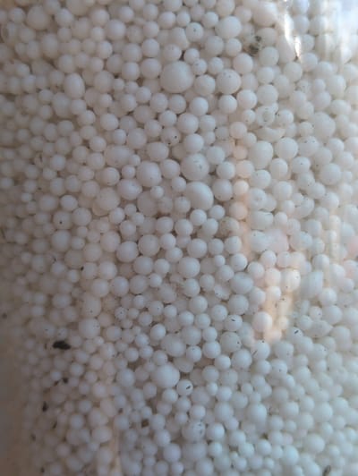 The image displays a close-up, overhead view of a large quantity of small, white, spherical objects densely packed together. These objects vary slightly in size and have a slightly matte texture. Scattered amongst the white spheres are a few dark specks, possibly dirt or debris. The lighting suggests an indoor setting or possibly an overcast outdoor environment, with diffuse illumination. There are no people, animals, or identifiable structures visible in the image, and no specific location within Великово, Russia, can be determined from the visual information provided.
