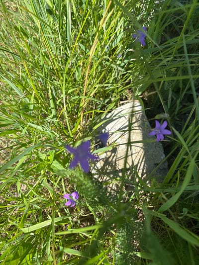 The image shows a close-up view of lush green grass with several small purple bell-shaped flowers. A weathered, light-colored stone or concrete block rests among the vegetation, casting a distinct shadow from the sun. The scene appears to be outdoors in a natural setting, possibly a field or garden. The lighting suggests it is daytime, with sunlight filtering through the grass and creating highlights and shadows. There are no people or animals visible in the image. The environment is overgrown, indicating a potentially unkempt or wild area. The location of Всеволодово, Russia, is relevant context for the type of flora that might be present.