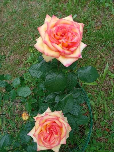 In a garden in Biloziria, Ukraine, two blooming yellow and pink roses are depicted in an overhead shot. The larger rose is in the upper center of the frame, its petals a vibrant gradient of yellow at the base, transitioning to a peachy pink at the edges. Droplets of water dot the petals, suggesting recent rain. Below it, slightly to the left, is a smaller, fully open rose with a similar color palette. To the left of this second rose, a single, tightly furled rosebud, tinged with yellow and pink, stands on a stem. The roses are surrounded by lush, dark green foliage, also speckled with water droplets. A green wire cage encircles part of the rose bush, providing support. The background consists of a patch of green grass, with scattered dry leaves and some weeds. The lighting is overcast, creating soft shadows and highlighting the dew on the flowers and leaves.