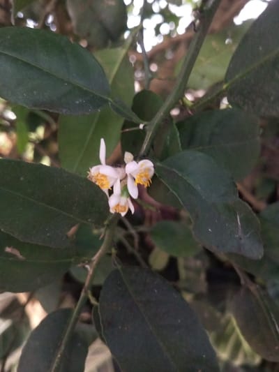 The image displays a close-up view of a plant branch featuring three small, white, five-petaled flowers, each with prominent yellow stamens. Dark green, ovate leaves, some exhibiting visible dust or residue, surround the blossoms. A singular black ant is positioned on one of the white flower petals. The central branch is brown-green and exhibits small thorns. The background is out of focus, showing blurred green foliage and diffused light, consistent with an outdoor natural environment. This scene is located in Sa Hti Law (3), Myanmar.