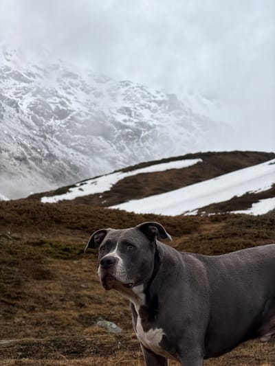 A grey-blue dog, possibly a Pit Bull or similar breed, with white markings on its chest and face, is the central subject of this image, set in a mountainous landscape likely near Pontresina, Switzerland. The dog is positioned in the foreground, standing on ground covered with dry, brown grass or sparse vegetation. It looks directly at the camera with an alert and curious expression, its head tilted slightly and ears partially perked. In the background, rugged, snow-covered mountains rise dramatically. The upper parts of the mountains and the sky are enveloped in thick clouds or fog, giving the scene an ethereal and overcast atmosphere. Patches of snow are visible on the mountain slopes. The overall lighting is soft and diffused, characteristic of an overcast day. No text is visible in the image. The scene captures a moment of canine engagement within a grand, wintry alpine environment.