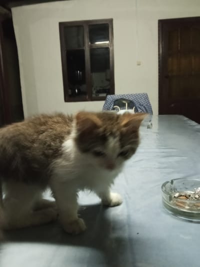 A ginger and white kitten is standing on a table covered with a blue plastic cloth in a dimly lit room. The kitten is facing towards the right side of the frame with its head slightly lowered. To the right of the kitten, there is a glass ashtray containing cigarette butts. In the background, there is a window with dark brown frames and a wooden door. The walls of the room are painted white. The scene appears to be indoors, likely in a residential setting. The location is identified as Urus-Martan, Russia.