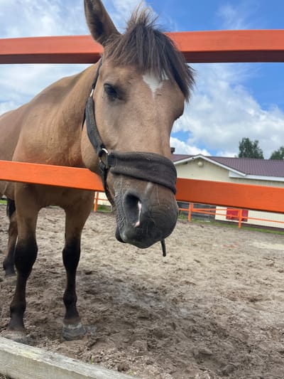 A light brown horse stands in a muddy enclosure with an orange fence in front of it. The horse is wearing a dark halter. In the background, there is a building with a brown roof and a white facade. The sky is cloudy and blue. The scene is located in the village of Kurtsevo (Kovriginskii S/S), Russia.