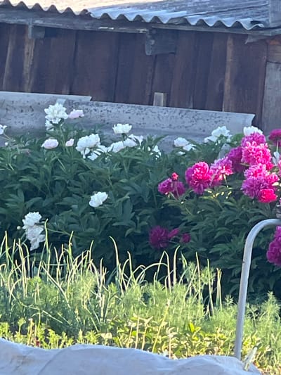 This is a vertical, medium-shot photograph taken outdoors, likely in Zudilovo, Russia, during the daytime. The scene features a garden with lush green foliage and blooming flowers, predominantly peonies. There are vibrant pink and fuchsia peonies clustered together, interspersed with delicate white and pale pink blooms. The flowers are in various stages of development, with some fully open and others appearing as buds.
Behind the flowers, a weathered wooden structure is visible on the left side of the frame. This structure appears to be part of a building or fence, with visible horizontal wooden planks and a corrugated metal roof section with a scalloped edge. To the right of the flowers, a dense growth of thin, green stems or plants, possibly dill or a similar herb, is prominent, with sunlight filtering through the leaves, creating highlights. A white, fabric-like material, possibly a curtain or sheet, is draped on the far right edge of the image. A silver-colored metal rod or railing runs horizontally across the upper right portion of the frame, partially obscured by the foliage.
The lighting suggests it is a sunny day, with the light casting shadows and highlighting the textures of the plants and wooden structure. The overall impression is of a serene, natural setting, likely a garden adjacent to a rural dwelling. There is no visible text in the image.