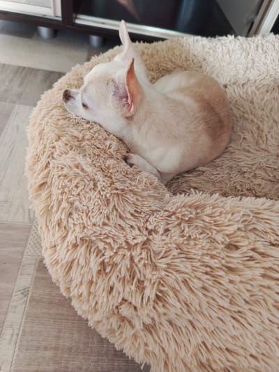 A cream-colored Chihuahua is curled up asleep on a fluffy, beige pet bed. The dog is facing left, with its head resting on its paws. Its eyes are closed, and its ears are perked up. The pet bed is round and has a plush texture. The floor beneath the bed appears to be made of light-colored wood or laminate flooring with a subtle pattern. In the background, a dark brown piece of furniture with silver accents is visible, suggesting an indoor setting. The lighting indicates it is daytime, with natural light possibly coming from a window. The overall mood is peaceful and serene, capturing a moment of rest for the dog. The location context provided is Lesnoy, Russia. No visible text is present in the image.