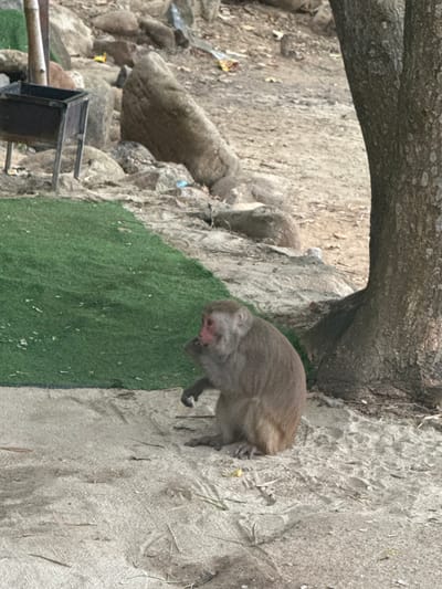 The image depicts an outdoor scene in Sơn Trà Ward, Vietnam. A single macaque monkey, identifiable by its light brown fur and distinctive pink face, is seated on a patch of light-colored sand or dirt in the lower right foreground. The monkey is hunched over, with its left hand raised towards its mouth, suggesting it is eating or holding an object.

To the left of the monkey, a section of artificial green turf is laid out on the ground, bordering the sandy area. A large tree trunk with textured bark rises vertically along the far right edge of the frame, originating from the sandy ground.

The background consists of uneven terrain dominated by various sizes of grey and brown rocks and boulders. In the upper left quadrant, a dark, rectangular metal structure resembling a barbecue grill or utility stand is visible among the rocks, supported by thin metal legs and positioned near a light-colored wooden or metal post. Scattered debris, including small pieces of plastic and wrappers, is visible on the ground amongst the rocks and dirt, indicating human presence and litter. The lighting is consistent with daylight, with soft shadows.