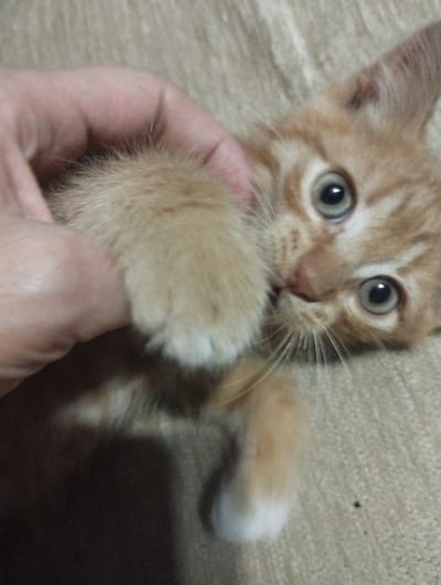 A close-up, slightly blurry, vertical shot captures a ginger kitten being held by a person's hand. The kitten's face is the primary focus, with its large, round eyes looking directly at the camera. The eyes are a light grey-blue color with dark pupils. The kitten has ginger tabby markings on its forehead and around its nose. Its small pink nose is visible, as are its white whiskers, which are fanned out. The kitten's paws are also visible; one paw is being held by the person's fingers, and the other is tucked in towards its face, with the white tips of its fur showing. The person's hand, which is lightly holding the kitten, is also in the frame, its skin tone is light. The background is a textured surface, likely a blanket or upholstery, in a neutral beige color. The lighting appears to be indoor, casting soft shadows. The overall impression is one of an intimate moment between a person and a young cat. No text is visible in the image. The location context of Voroshylivka, Ukraine, does not provide any specific visual cues within the image itself.