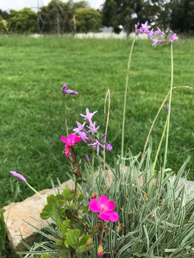 The image displays a detailed view of flora in the foreground with an expansive natural landscape behind, located in Germiston, South Africa. In the immediate foreground, an irregular light-colored rock rests on short green grass. Adjacent to the rock, a plant features bright pink five-petaled flowers, with one fully open bloom and two closed buds, accompanied by stems exhibiting areas of browning. To its right, several slender stalks rise, bearing clusters of small, star-shaped, light purple flowers and additional unopened buds. A clump of variegated green and white striped grass-like plants is positioned behind these flowers. The midground consists of a wide expanse of uniformly green, short-cropped grass. The background shows a line of green trees, largely obscured by a prominent, metallic lattice power transmission pylon. The sky overhead is overcast.