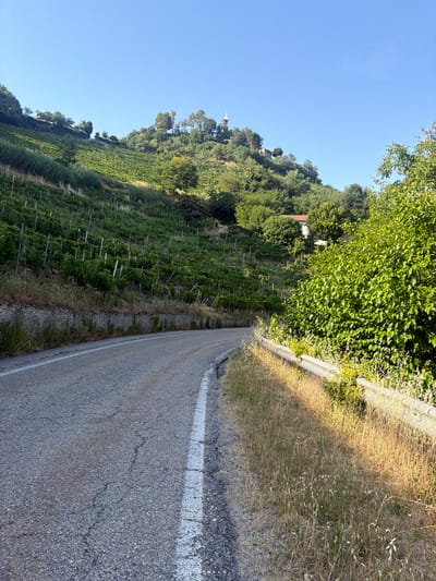 The image depicts a winding asphalt road in the municipality of Santo Stefano Belbo, Italy. The road curves to the right, bordered by dry grass and a metal guardrail on the right side. On the left side of the road, a terraced hillside is covered with vineyards, supported by stone walls. Beyond the vineyards, lush green trees and vegetation cover the hill. At the top of the hill, a small building with a bell tower is visible, characteristic of rural Italian landscapes. The sky is clear and blue, suggesting a sunny day. There are no people or animals visible in the frame.