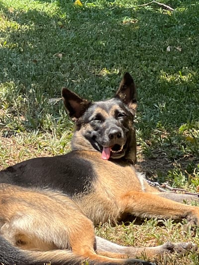 An adult canine, appearing to be a German Shepherd or Belgian Malinois type, with tan and black fur, is observed lying on its left side on a patch of green grass. The animal's eyes are partially closed, and its pink tongue is extended from its open mouth. Direct sunlight illuminates the scene, casting shadows on the grass and the dog's fur. A metal chain collar and a segment of a leash are visible near the dog's right flank. The ground consists of green grass interspersed with visible soil and dried vegetation. The upper background shows additional green grass, indicating an open outdoor environment. This scene is located in Hofit, Israel.