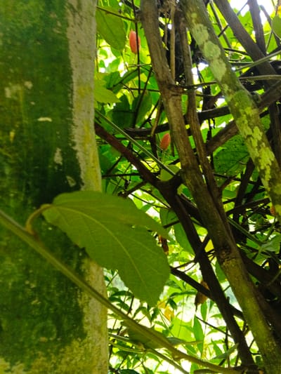 The scene depicts a dense vegetative area in Masulog, Philippines. The foreground features the left side of a thick, light green tree trunk, textured with vertical striations and lighter, possibly moss-covered, patches. A single, broad green leaf extends from the left mid-section, partially obscuring the trunk. To the right, a network of thinner, darker brown and green branches and vines forms a dense thicket. Amidst this foliage, two small, elongated, reddish-orange fruits are visible, one in the upper-mid section and another below it. Bright, diffused daylight filters through the overhead canopy, illuminating the numerous green leaves and creating a dappled effect throughout the background. No individuals or man-made objects are present.