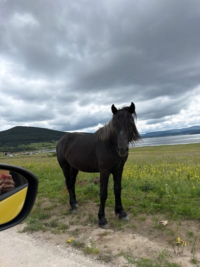 In Tsigov Chark, Bulgaria, a dark-colored horse stands in a grassy field dotted with yellow flowers. The horse faces the camera, its mane partially obscuring its face. In the background, a body of water stretches towards distant hills covered in trees. The sky is overcast with heavy, gray clouds. To the left of the frame, a portion of a yellow vehicle's side mirror is visible, reflecting a person's hands. The foreground consists of a dirt and gravel road.
