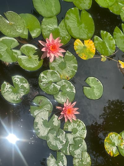 The image captures a tranquil pond scene in San Miguel Acapantzingo, Mexico. The dark water is filled with lily pads, some bright green and others displaying a yellow hue. Two pink water lilies are in bloom, one positioned on the left side of the frame and the other on the right. Sunlight glares off the water's surface in the lower right corner, creating a bright spot. Tree reflections are visible in the dark water between the lily pads.