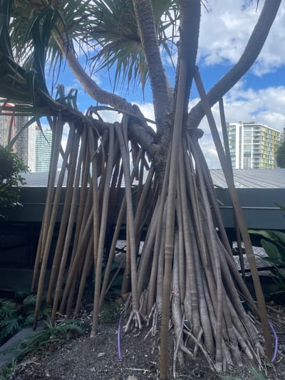 The image captures a close-up view of a Pandanus tree with its distinctive stilt roots, likely located in the South Bank Parklands in Brisbane, Australia. The foreground is dominated by the tree's trunk and numerous aerial roots that descend to the ground, creating a dense, vertical pattern. The roots are gray-brown and appear sturdy, with some smaller rootlets branching off. The ground around the tree is covered in mulch and small stones.
In the mid-ground, a low, dark-colored structure with a corrugated metal roof stretches across the image, partially obscuring the background. Beyond this structure, the cityscape of Brisbane is visible. Modern high-rise buildings with glass facades and colorful accents stand against a bright blue sky dotted with white clouds. The presence of construction cranes in the background suggests ongoing development in the city. The overall impression is a juxtaposition of natural elements with urban infrastructure.