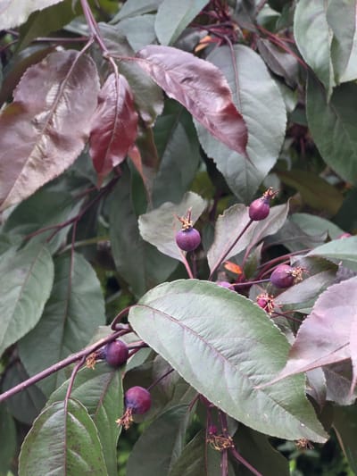 A close-up, eye-level shot focuses on a branch of a tree with dark purple or reddish-purple leaves and several small, dark purple fruits. The fruits are round or slightly oval and have a few dried, fibrous remnants attached to their tops. The leaves are elongated with pointed tips and visible veins. The branch itself is a dark, purplish-brown. The background is a blur of green foliage, suggesting a natural outdoor setting. The image was taken in Pidhorodne, Ukraine.