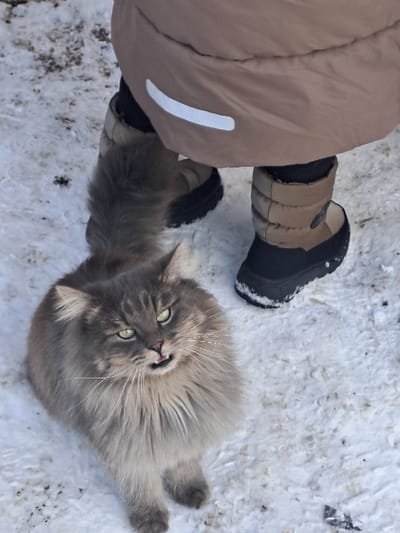 The scene depicts a long-haired, grey domestic cat on snow-covered ground in Bolshaya Elhovka, Russia. The cat, with prominent whiskers and green-yellow eyes, looks upward with its mouth slightly open, revealing a pink tongue. Its fur appears thick and somewhat matted. The lower half of a human subject stands partially visible in the upper right quadrant, wearing a beige winter coat or parka with a white reflective strip on the right thigh, and dark winter boots with beige accents. The cat is positioned in front of and slightly to the left of the human's legs. The ground is covered in white snow, with sparse dark debris present.