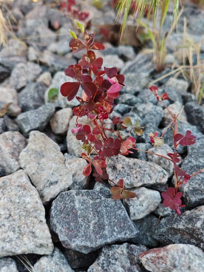 The image depicts a close-up, low-angle shot of a small, reddish-purple plant growing among grey gravel and stones. The plant has delicate, clover-like leaves, with some appearing to be tinged with green and others a deeper red. A few thin, light-colored blades of grass or straw are visible in the background, slightly out of focus. The overall scene is one of natural growth in an urban or landscaped environment, potentially a garden bed or pathway. The gravel appears to be a mixture of light and dark grey stones, some with speckled textures. The lighting suggests it might be late afternoon or early morning. No people or animals are present. The location is specified as Краснадворскі сельскі Савет, Belarus.
